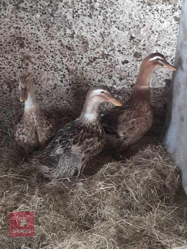 3 SILVER APPLEYARD DUCKS - BIDS PER LIFE