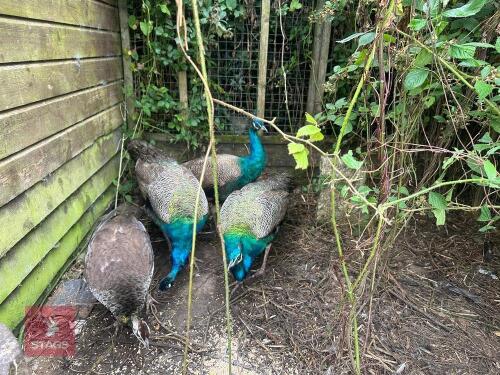 PAIR OF INDIAN BLUE PEAFOWL - BIDS PER LIFE