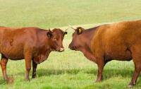 2 X DEVON HEIFERS - BIDS PER LIFE