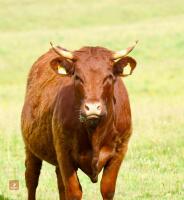 2 X DEVON HEIFERS - BIDS PER LIFE - 2