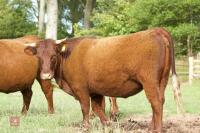 2 X DEVON HEIFERS - BIDS PER LIFE - 4