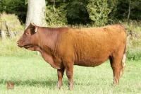 2 X DEVON HEIFERS - BIDS PER LIFE - 5