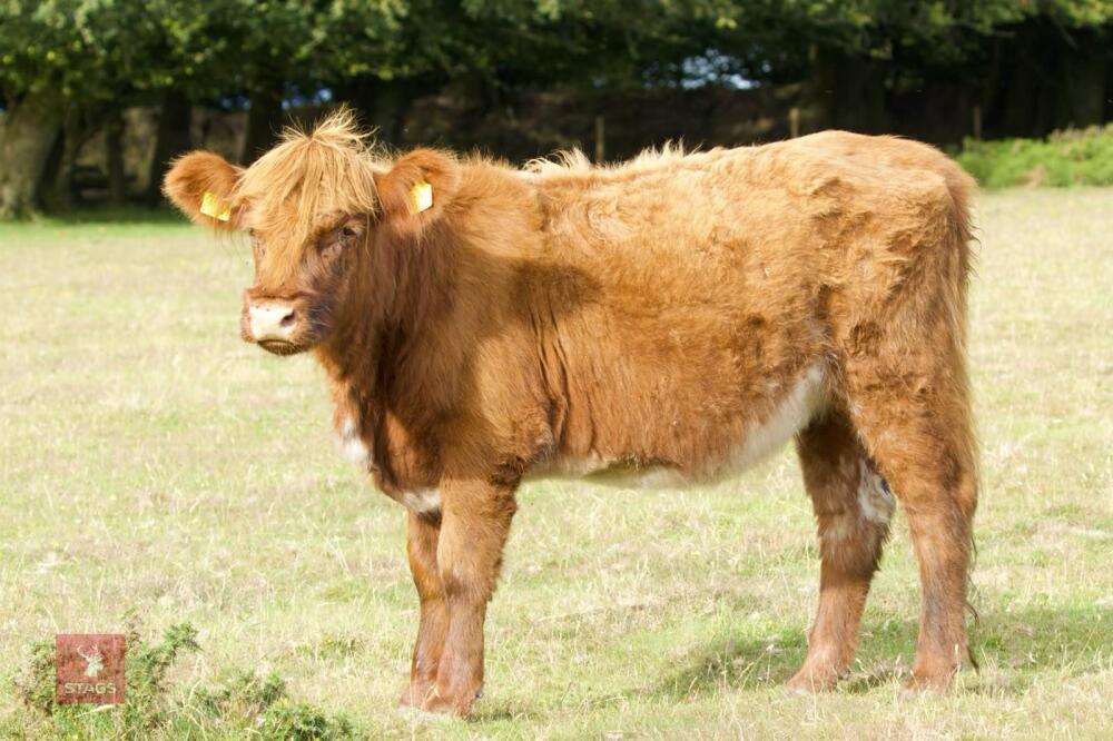3 X HIGHLAND X BEEF SHORTHORN HEIFERS - BIDS PER LIFE