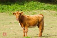 3 X HIGHLAND X BEEF SHORTHORN HEIFERS - BIDS PER LIFE - 2