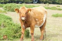 3 X HIGHLAND X BEEF SHORTHORN HEIFERS - BIDS PER LIFE - 3