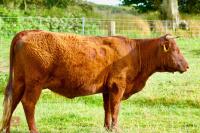 3YO DEVON COW AND BULL CALF - BIDS FOR THE GROUP