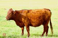 3YO DEVON COW AND BULL CALF - BIDS FOR THE GROUP - 2