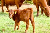 3YO DEVON COW AND BULL CALF - BIDS FOR THE GROUP - 3