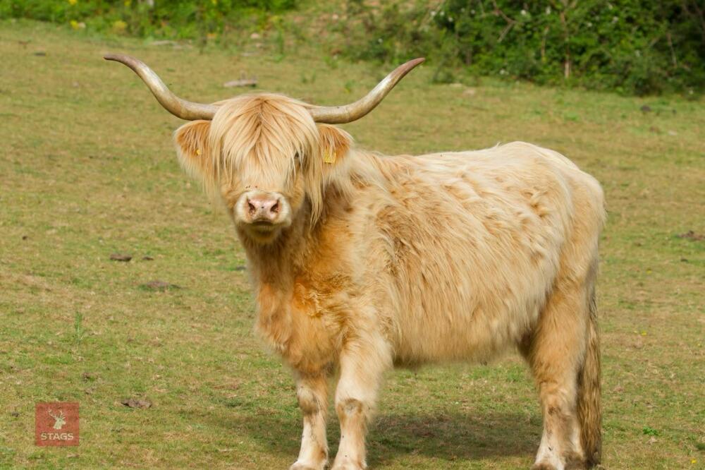 13YO HIGHLAND COW