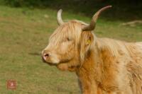 13YO HIGHLAND COW - 3