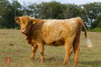 2 X HIGHLAND X DEVON HEIFERS - BIDS PER LIFE