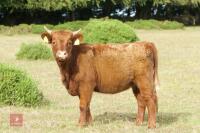2 X HIGHLAND X DEVON HEIFERS - BIDS PER LIFE - 2