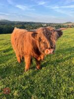 15MO PUREBRED HIGHLAND BULL
