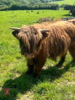 15MO PUREBRED HIGHLAND BULL - 2