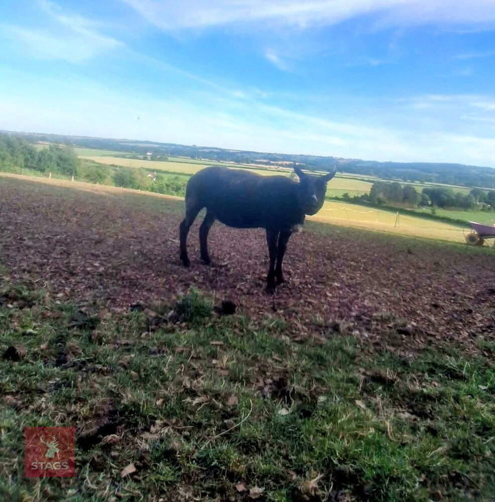 4T PEDIGREE DUTCH SPOTTED EWE