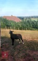 PEDIGREE ZWARTBLE SHEARLING EWE