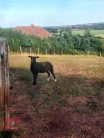 PEDIGREE ZWARTBLE SHEARLING EWE - 2