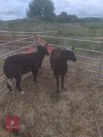 2 PEDIGREE ZWARTBLE SHEARLING EWES - BIDS PER LIFE - 2