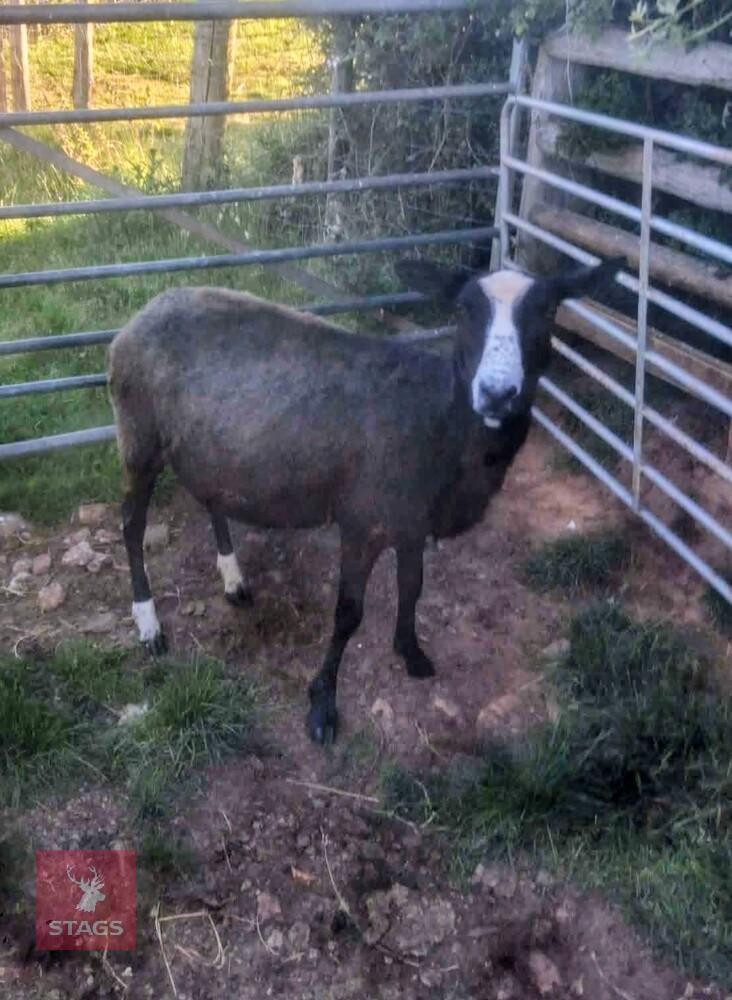 FM PEDIGREE ZWARTBLE EWE
