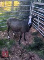 FM PEDIGREE ZWARTBLE EWE