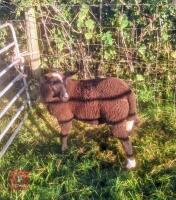 PEDIGREE ZWARTBLE EWE LAMB