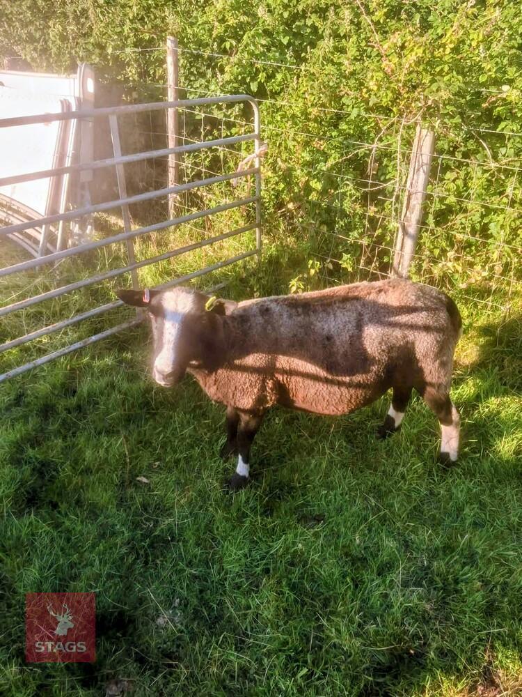 4T DUTCH SPOTTED X EWE