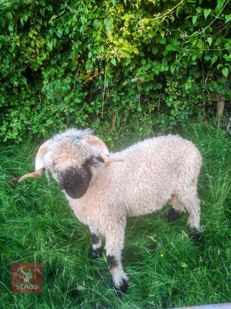PEDIGREE VALAIS BLACKNOSE SHEARLING RAM