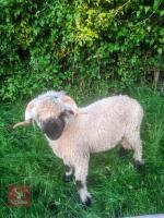 PEDIGREE VALAIS BLACKNOSE SHEARLING RAM