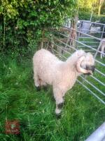 PEDIGREE VALAIS BLACKNOSE SHEARLING RAM - 2