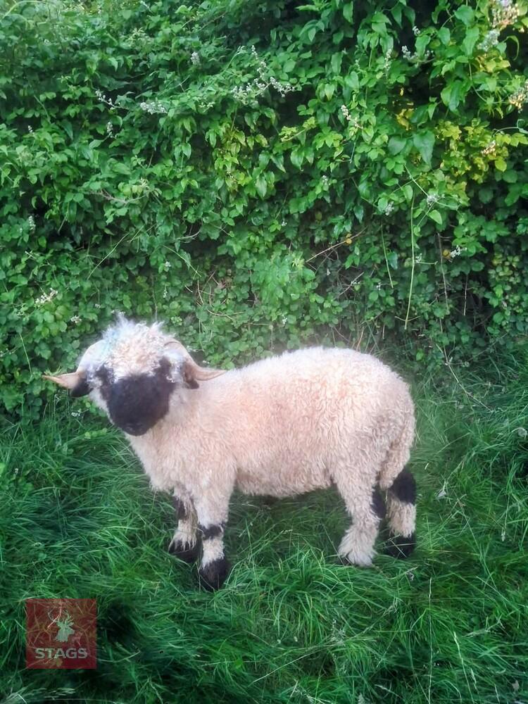 PEDIGREE VALAIS BLACKNOSE SHEARLING RAM