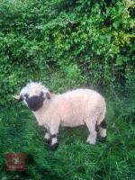 PEDIGREE VALAIS BLACKNOSE SHEARLING RAM