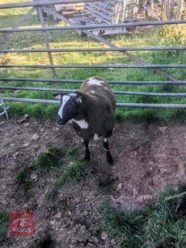 PEDIGREE DUTCH SPOTTED RAM LAMB