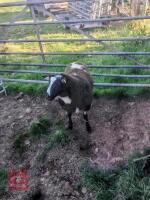 PEDIGREE DUTCH SPOTTED RAM LAMB