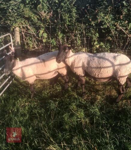 2 X FM SUFFOLK MULE EWES - BIDS PER LIFE