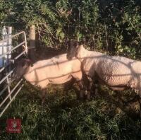 2 X FM SUFFOLK MULE EWES - BIDS PER LIFE - 2