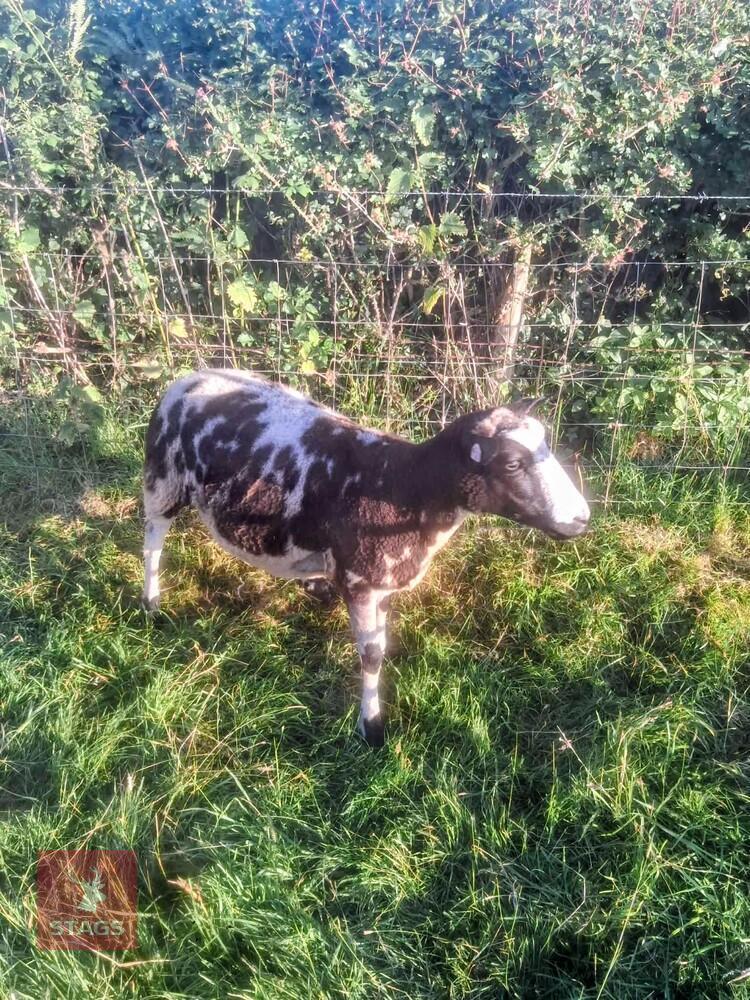 FM PEDIGREE DUTCH SPOTTED EWE