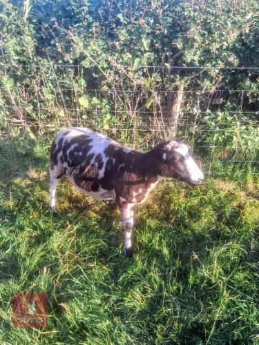 FM PEDIGREE DUTCH SPOTTED EWE