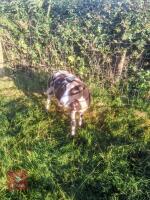 FM PEDIGREE DUTCH SPOTTED EWE - 2