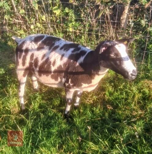 FM PEDIGREE DUTCH SPOTTED EWE