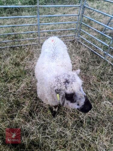 FM VALAIS BLACKNOSE X EWE