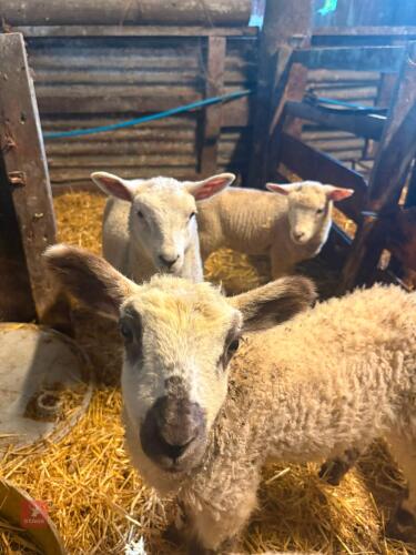 3 MIXED BREED TAME LAMBS - BIDS PER LIFE