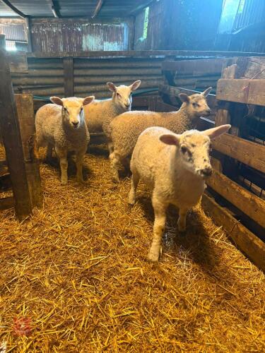 4 MIXED BREED TAME LAMBS - BIDS PER LIFE