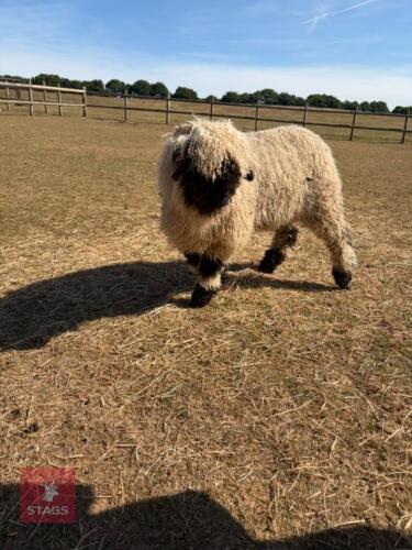 2 X PEDIGREE VALAIS BLACKNOSE EWE LAMBS - BIDS PER LIFE