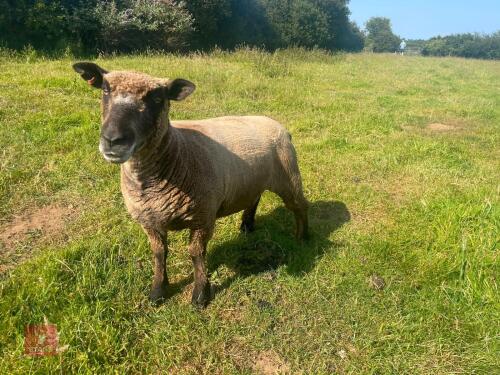 3YO PEDIGREE COLOURED RYELAND EWE