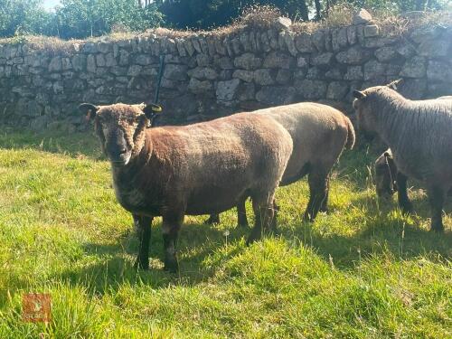 3YO PEDIGREE COLOURED RYELAND EWE