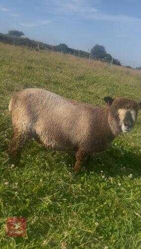 1YO PEDIGREE COLOURED RYELAND EWE