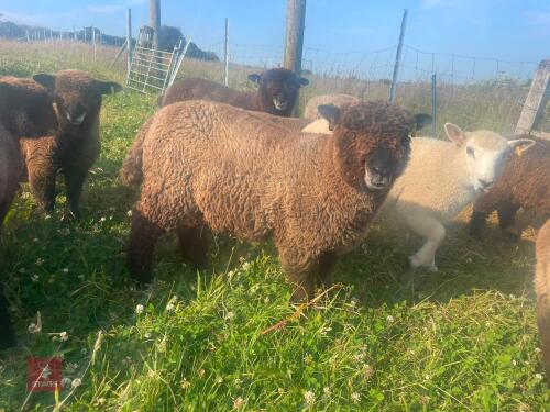 PEDIGREE COLOURED RYELAND EWE LAMB