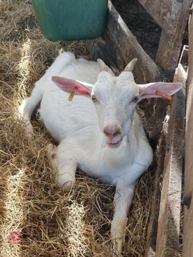 2 X 5MO SANNAN DOELING KIDS - BIDS PER LIFE