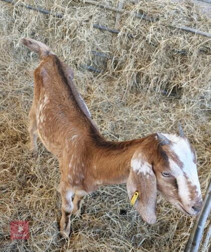 2 X MIXED BREED 5MO DOELING KIDS - BIDS PER LIFE