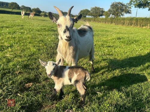 2YO TRI COLOURED PYGMY NANNY & KID - BIDS PER LIFE